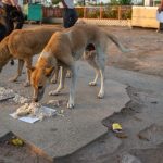 Obesity Crisis in India: CBSE’s New Initiatives to Promote Healthy Lifestyles