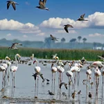 Is Celebrating English New Year Against Hindu Culture? A Balanced Dharmic Perspective