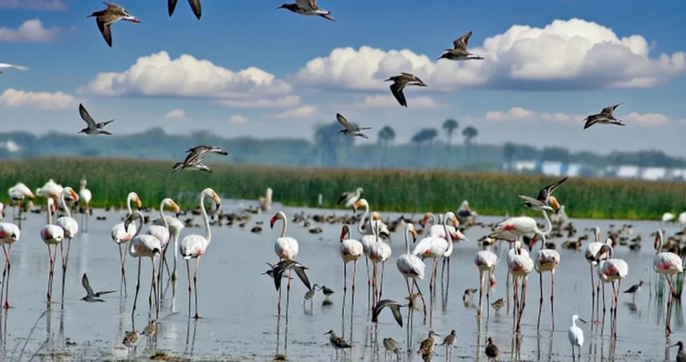 Andhra Pradesh will host the Flamingo Festival 2026
